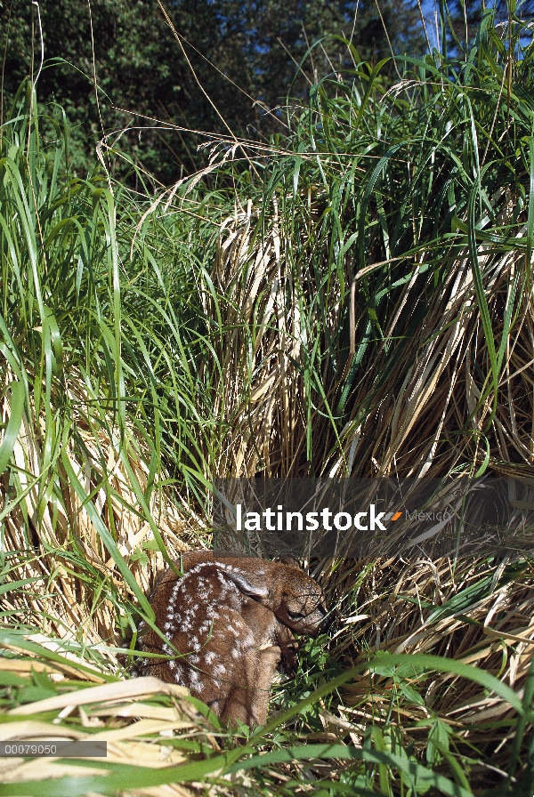 Cervatillo de venado bura (Odocoileus hemionus) camuflado en hierba, Alaska