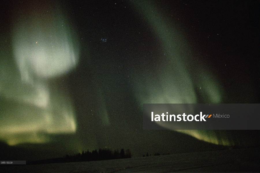 Aurora Boreal sobre el campo de la nieve, Alaska