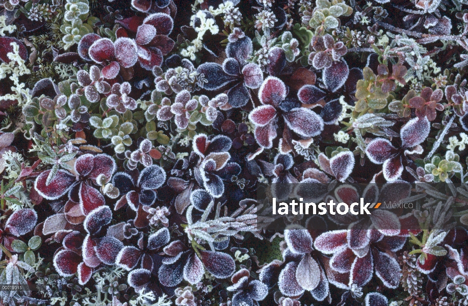 Heladas en plantas de la tundra, Alaska