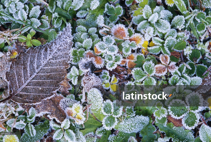 Hojas y vegetación de tundra cubren de escarcha, Alaska