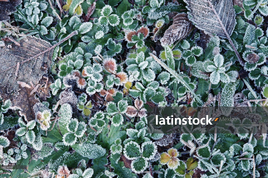 Hojas y vegetación de tundra cubren de escarcha, Alaska