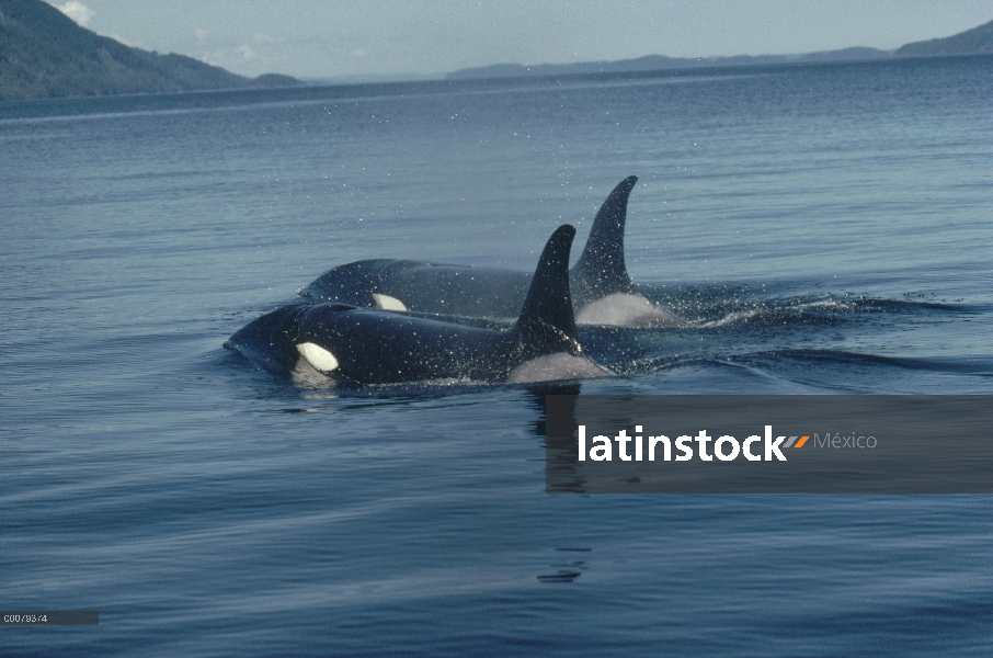 Par de Orca (Orcinus orca) superficie, Columbia Británica, Canadá