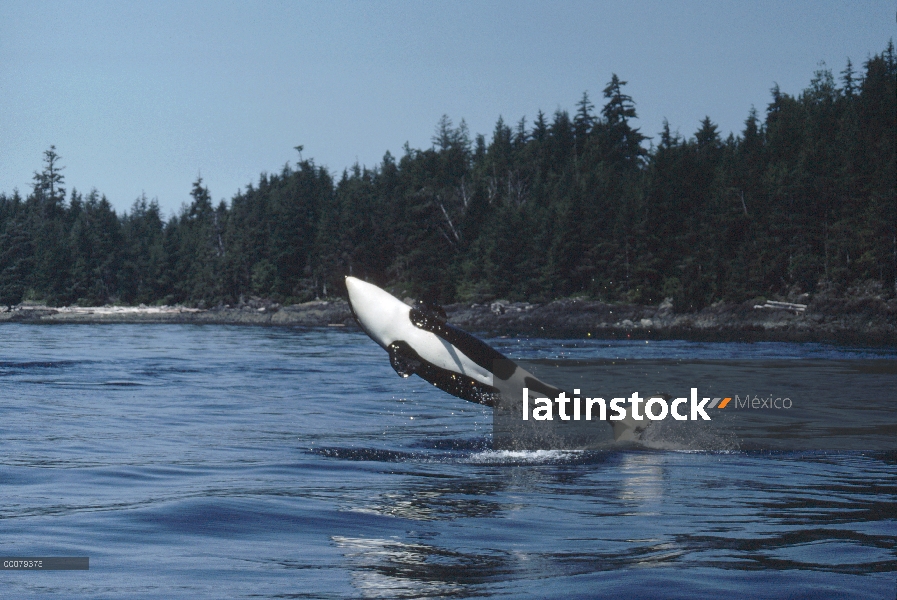 Orca (Orcinus orca) violar, Columbia Británica, Canadá