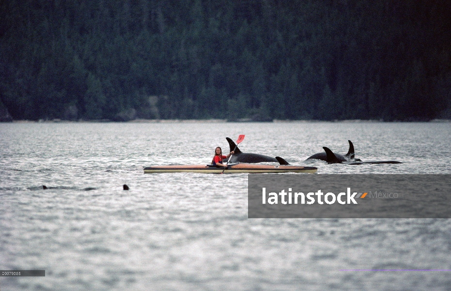 Grupo orca (Orcinus orca) superficie alrededor de un kayakista, Alaska