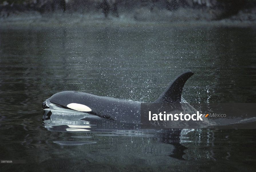 Orca (Orcinus orca) superficie, estrecho de Johnstone, Columbia Británica, Canadá