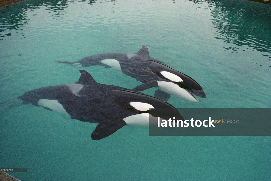 Par de Orca (Orcinus orca) natación