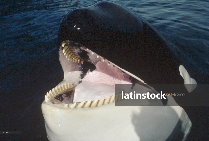 Retrato de la orca (Orcinus orca), América del norte