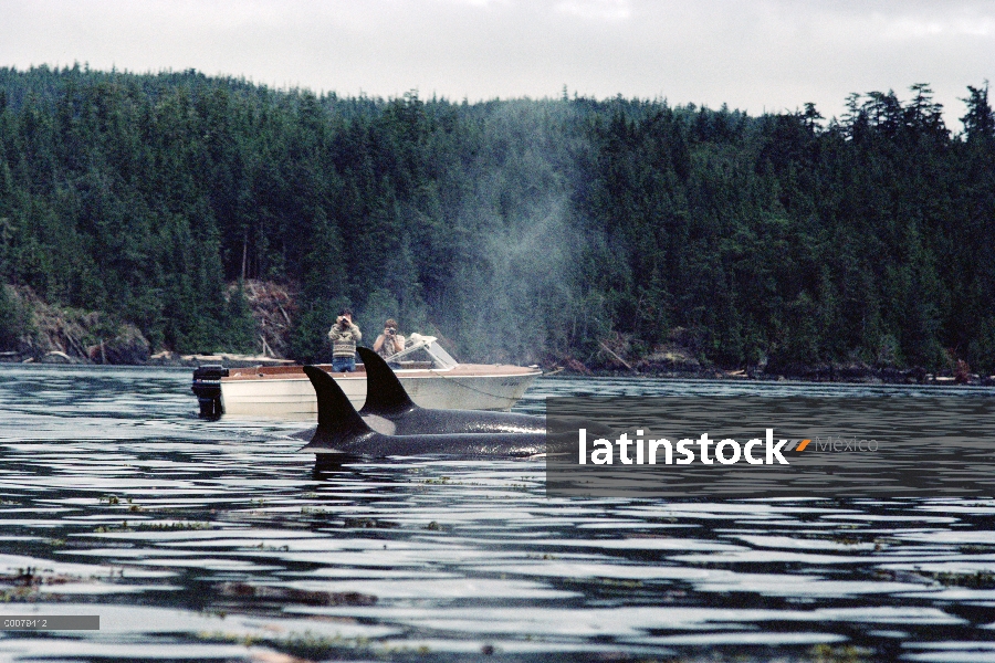 Vaina de Orca (Orcinus orca) observado por los investigadores, Columbia Británica, Canadá