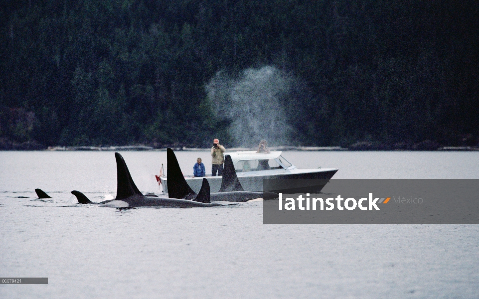 Pod de residentes de Orca (Orcinus orca) A-5 observado por los investigadores Mike Bigg y Graeme Ell