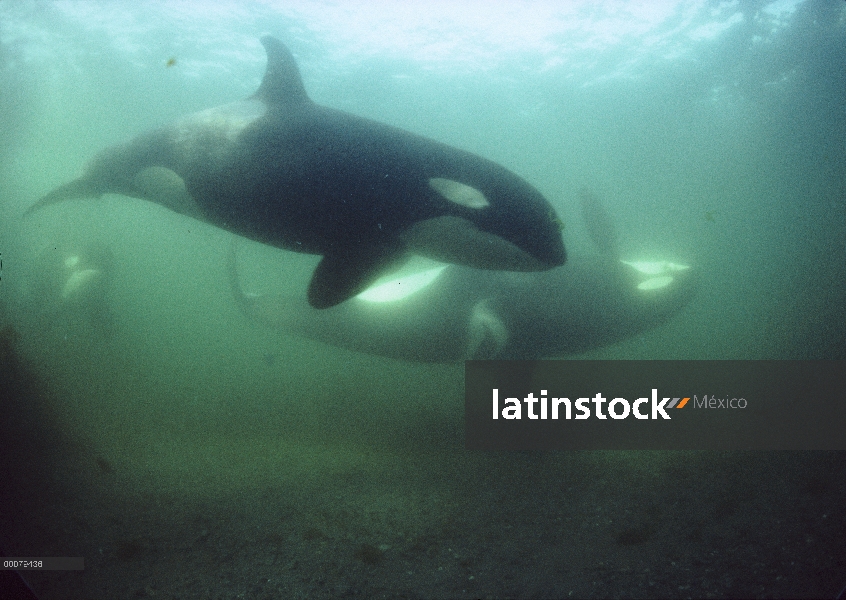 Par de Orca (Orcinus orca) del residente pod A-5 en frotamiento playa, estrecho de Johnstone, Columb