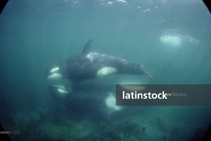 Hermanos de la orca (Orcinus orca) de pod A-5 en frotamiento playa, estrecho de Johnstone, Columbia 