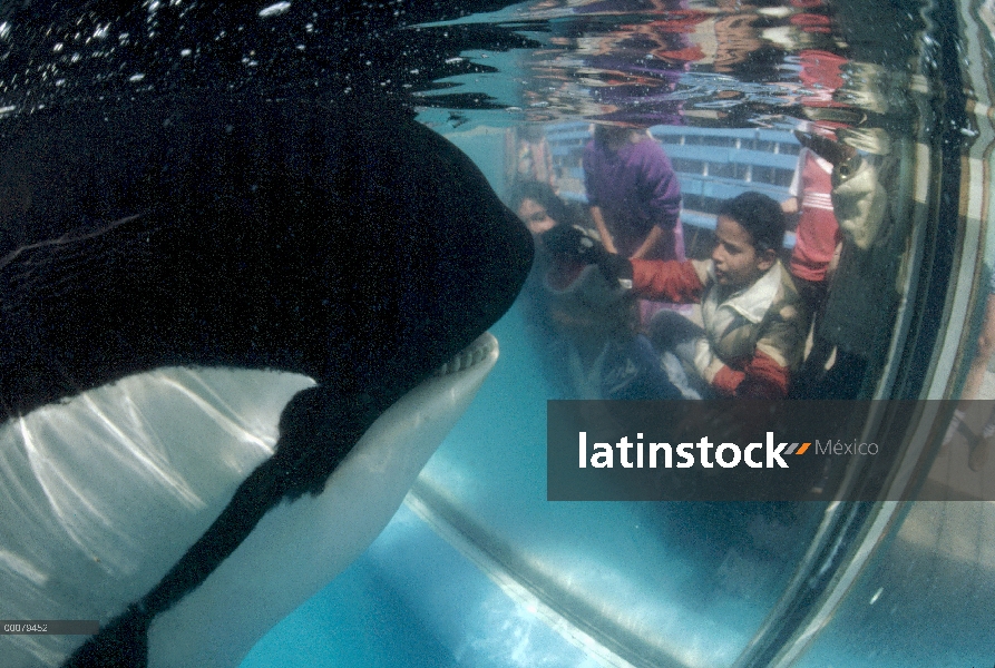 Orca (Orcinus orca) visto a hijos de b a través de vidrio, Sea World, San Diego, California