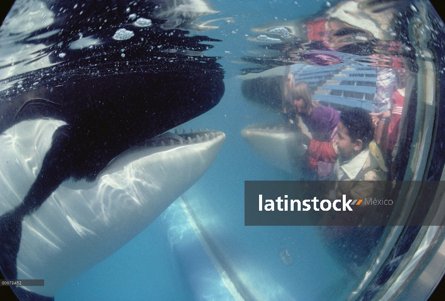 Orca (Orcinus orca) visto por los niños a través de vidrio, Sea World, San Diego, California