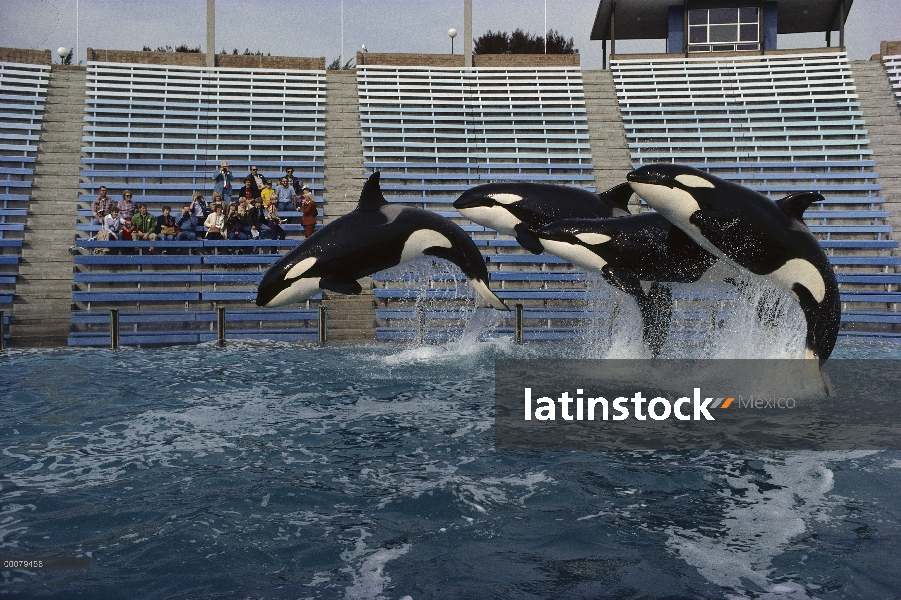 Trío de Orca (Orcinus orca) salto, Sea World, San Diego, California