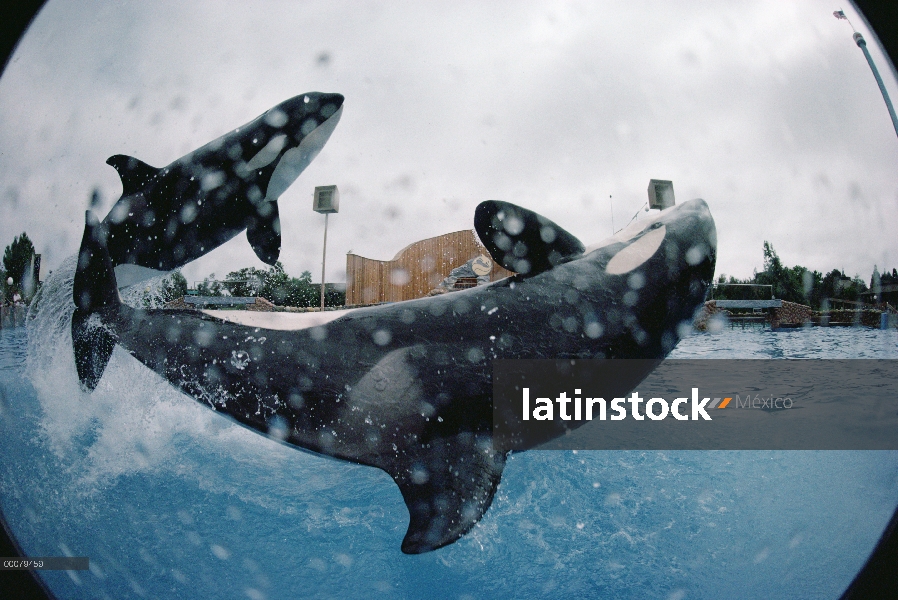 Par de Orca (Orcinus orca) realizar en el mar mundo, San Diego, California