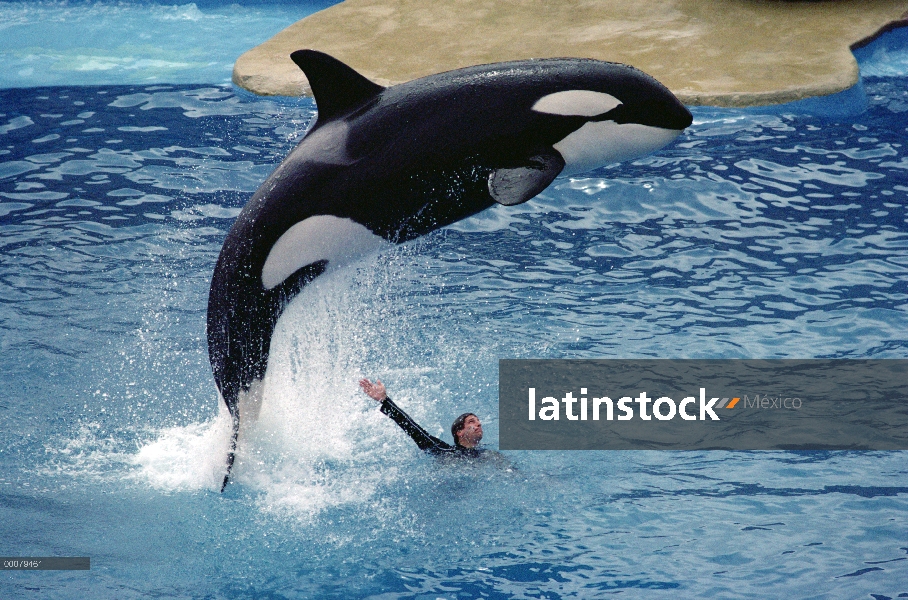 Orca (Orcinus orca) saltando sobre el entrenador, Sea World, San Diego, California