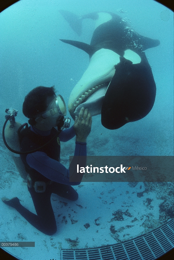 Orca (Orcinus orca) y buzo, Sea World, San Diego, California