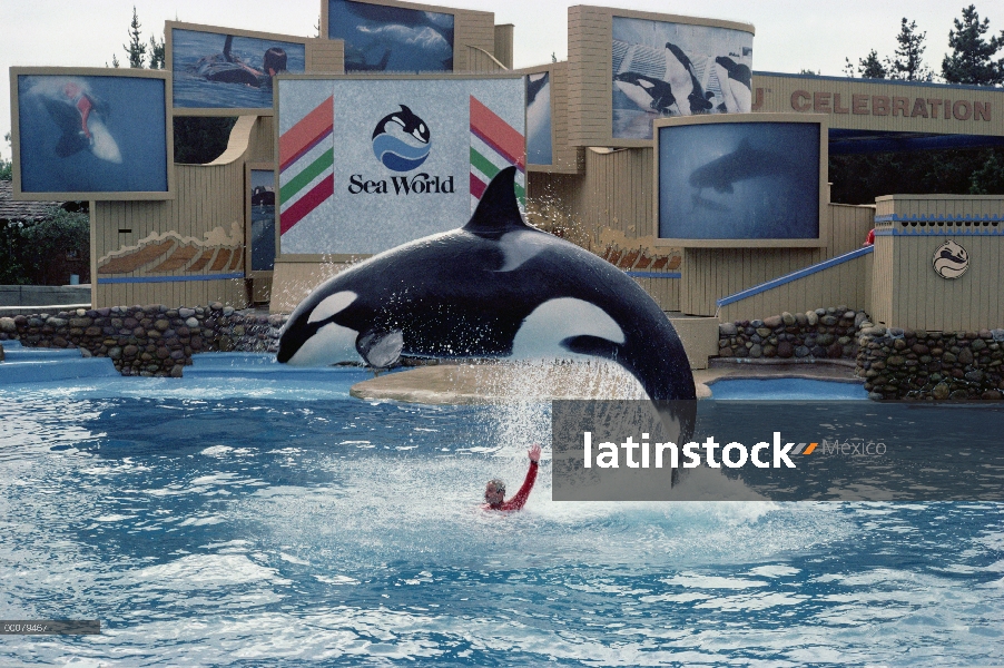 Orca (Orcinus orca) para entrenador, Sea World, San Diego, California