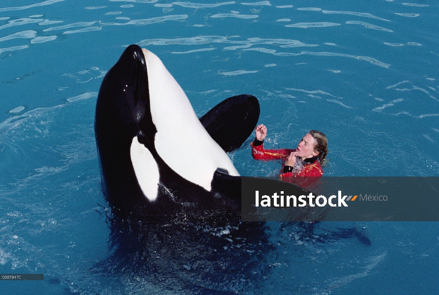 Orca (Orcinus orca) con el entrenador, Sea World, San Diego, California