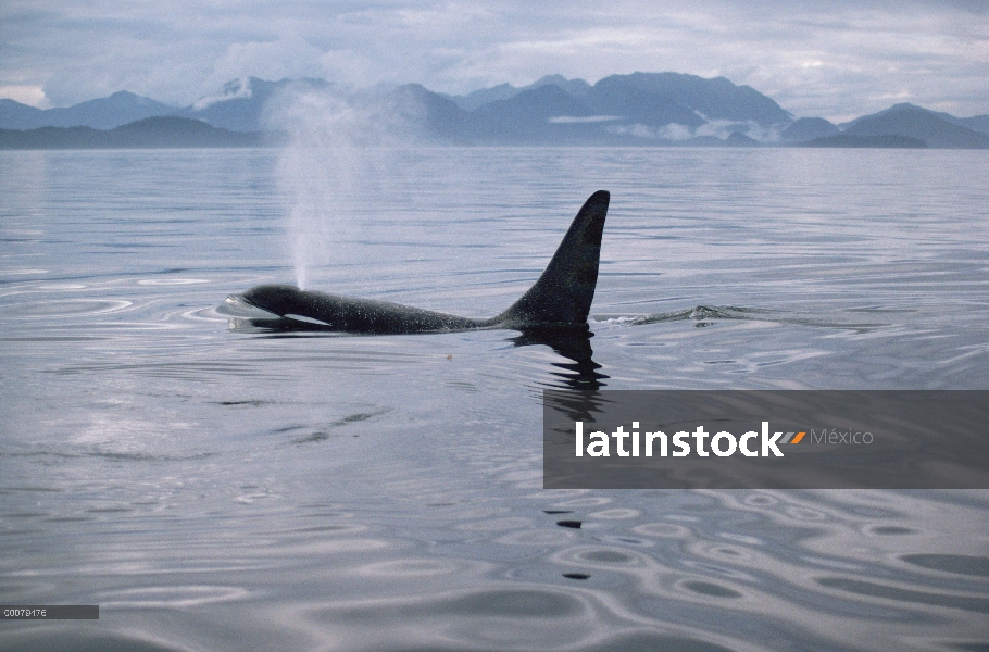 Orca (Orcinus orca) superficie, estrecho de Johnstone, Columbia Británica, Canadá