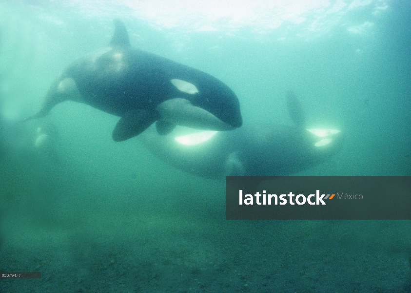 Par de Orca (Orcinus orca) del residente pod A-5 en frotamiento playa, estrecho de Johnstone, Columb