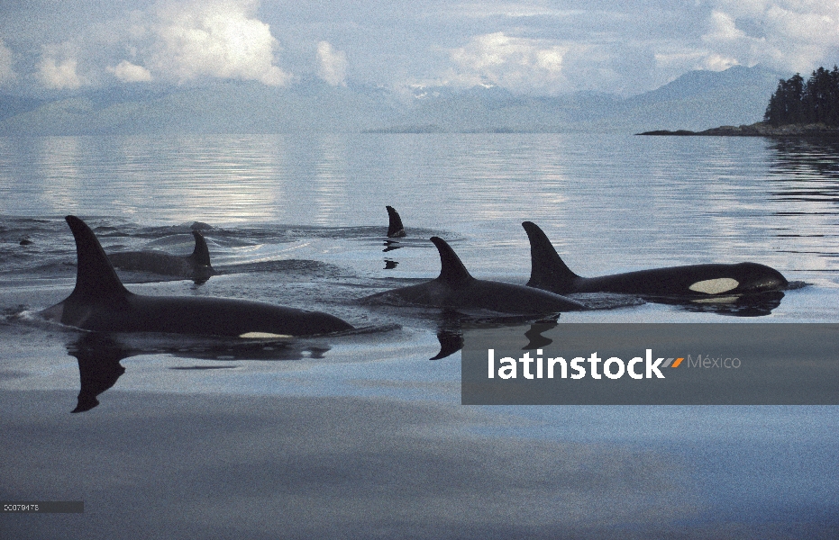 Grupo orca (Orcinus orca), estrecho de Johnstone, Columbia Británica, Canadá