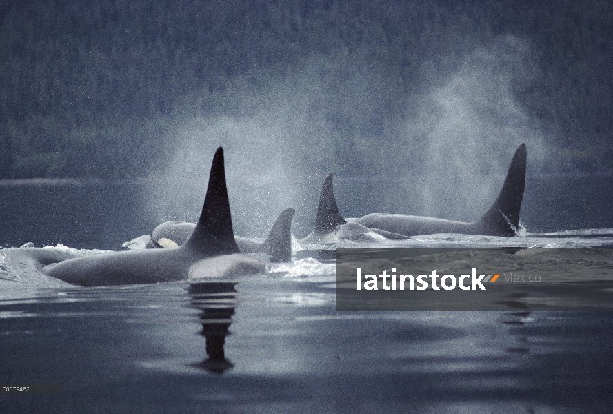 Grupo orca (Orcinus orca) superficie, estrecho de Johnstone, Columbia Británica, Canadá