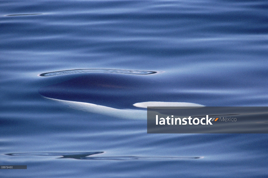 Orca (Orcinus orca) justo debajo de agua superficie, Columbia Británica, Canadá