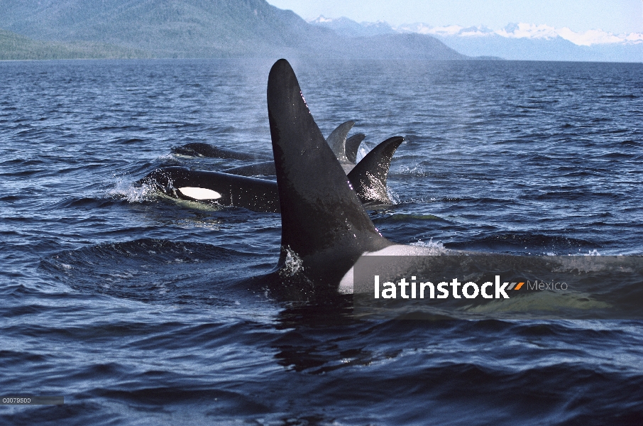 Vaina de Orca (Orcinus orca) superficie, estrecho de Johnstone, Columbia Británica, Canadá