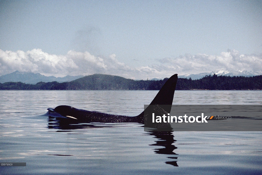 Orca (Orcinus orca) echa en chorro como que superficies, estrecho de Johnstone, Columbia Británica, 