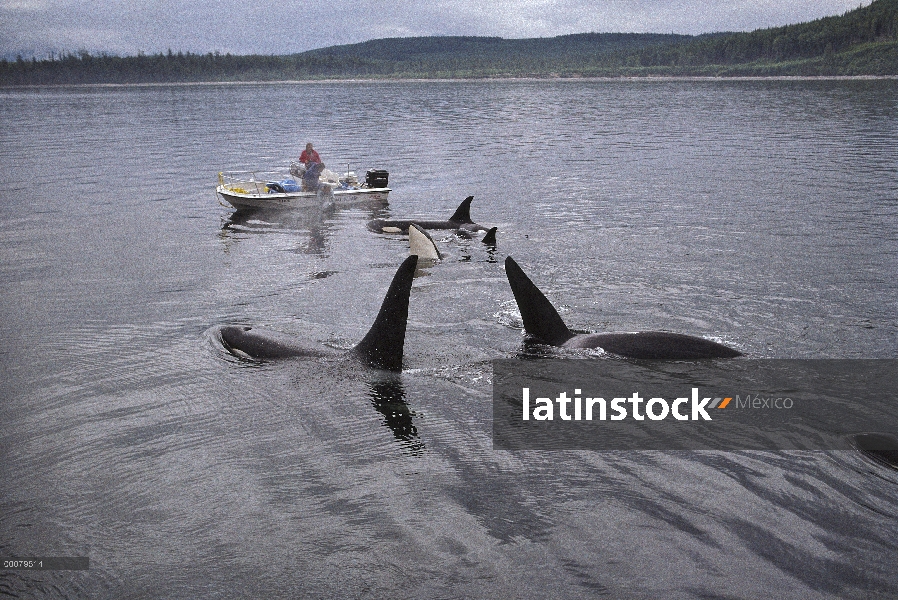 Par de Orca (Orcinus orca) filmado para 