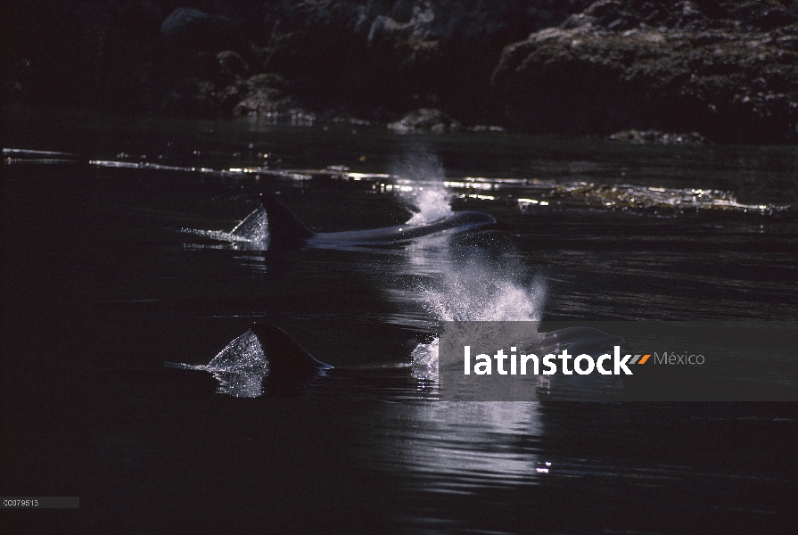 Par de Orca (Orcinus orca) superficie, estrecho de Johnstone, Columbia Británica, Canadá