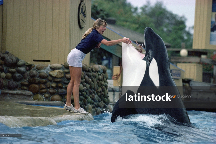 Orca (Orcinus orca) interactuando con el entrenador en el acuario, Sea World, San Diego, California