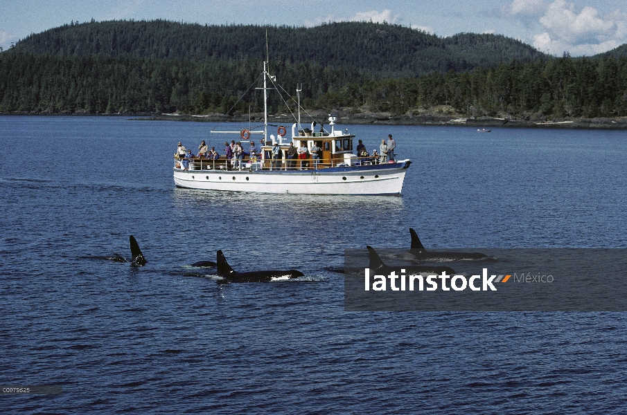 Vaina de Orca (Orcinus orca), visto por los turistas de la isla Stubbs charter barco, estrecho de Jo