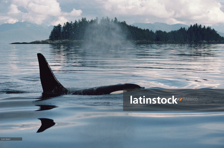 Orca (Orcinus orca) superficie, estrecho de Johnstone, Columbia Británica, Canadá