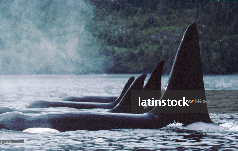 Pod de residentes de Orca (Orcinus orca) A-5 en reposo, estrecho de Johnstone, Columbia Británica, C