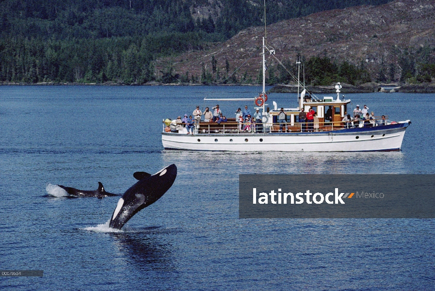 Orca (Orcinus orca) salto, visto por los turistas de la isla Stubbs charter barco, estrecho de Johns