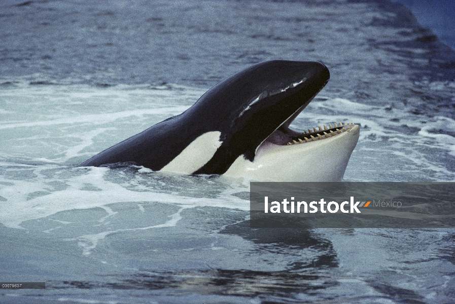 Orca (Orcinus orca) en la superficie del agua con la boca abierta, mundo del mar, California