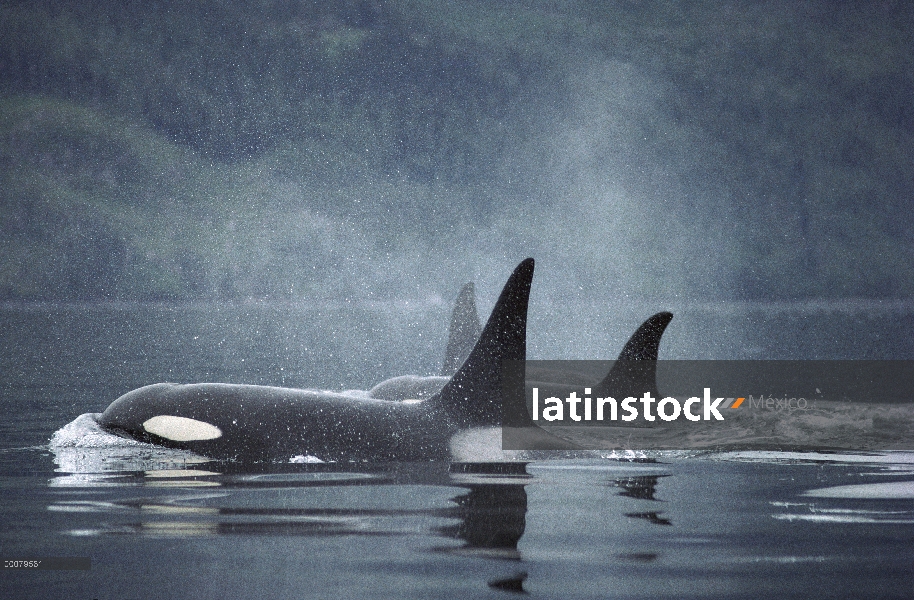 Grupo orca (Orcinus orca) superficie, estrecho de Johnstone, Columbia Británica, Canadá