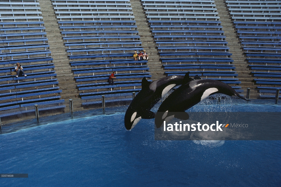 Par de Orca (Orcinus orca) salto, Sea World, San Diego, California