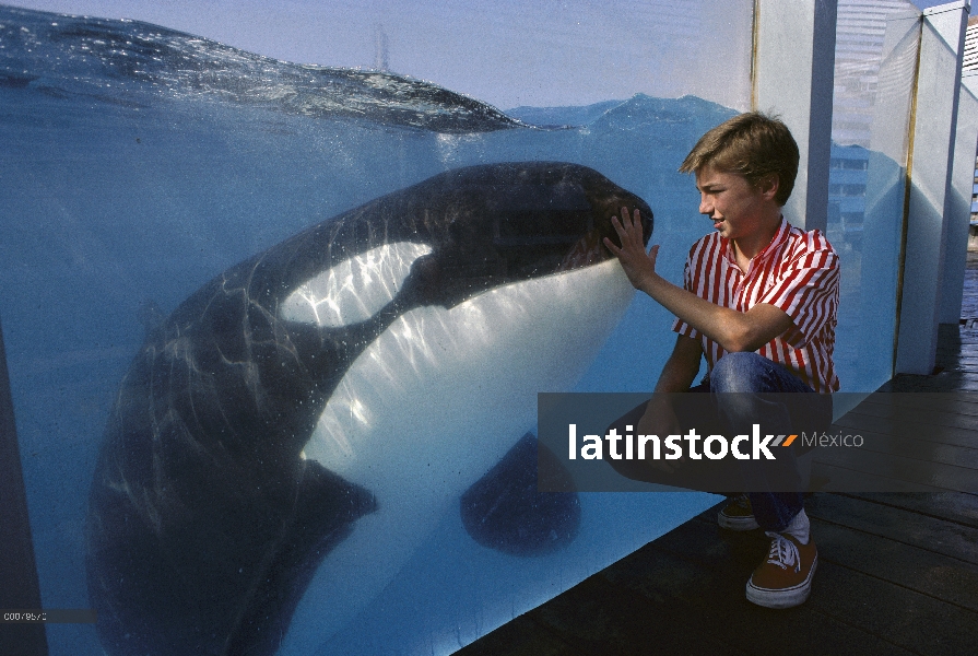 Orca (Orcinus orca) por niño, Sea World, San Diego, California