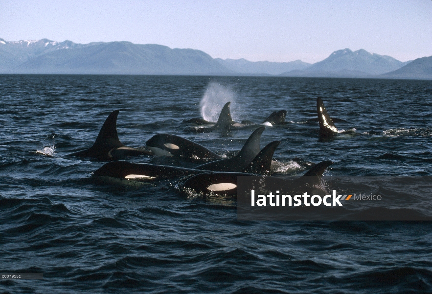 Grupo orca (Orcinus orca) superficie, estrecho de Johnstone, Columbia Británica, Canadá