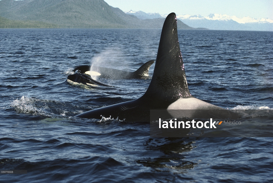 Vaina de Orca (Orcinus orca) superficie, estrecho de Johnstone, Columbia Británica, Canadá