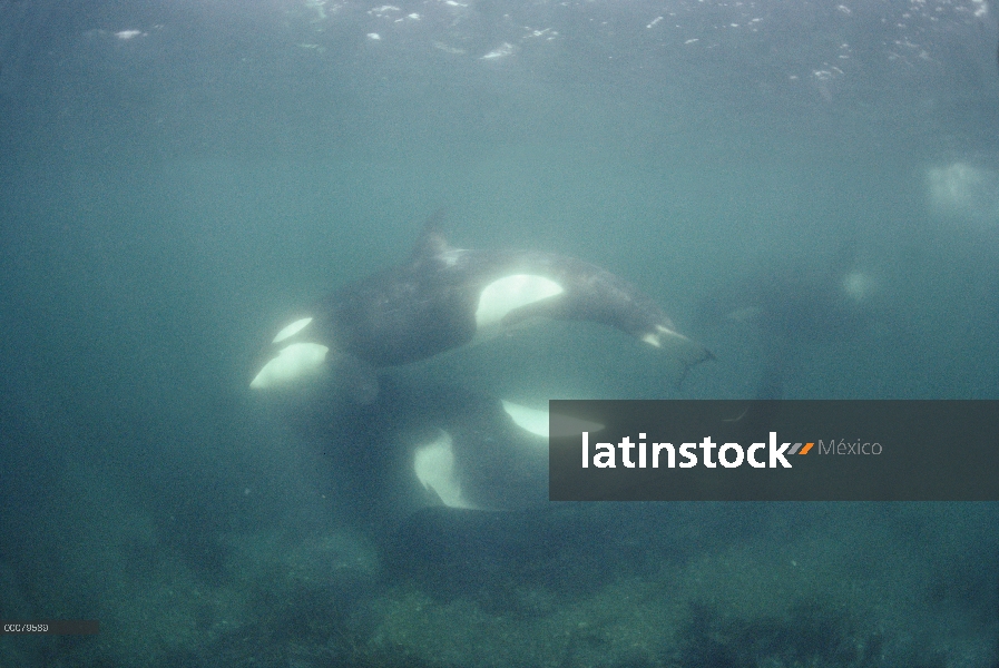 Hermanos de la orca (Orcinus orca) de pod A-5 en frotamiento playa, estrecho de Johnston, Columbia B