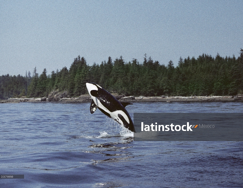 Orca (Orcinus orca) violar, isla de Vancouver, Canadá