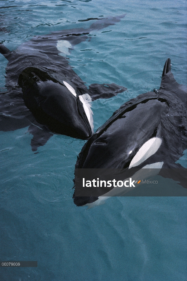 Par de Orca (Orcinus orca) en piscina, Sea World, San Diego, California