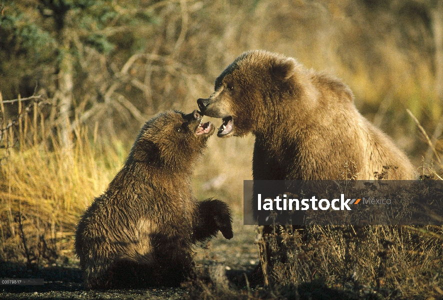 Oso Grizzly (Ursus arctos horribilis) madre y cachorro, Alaska