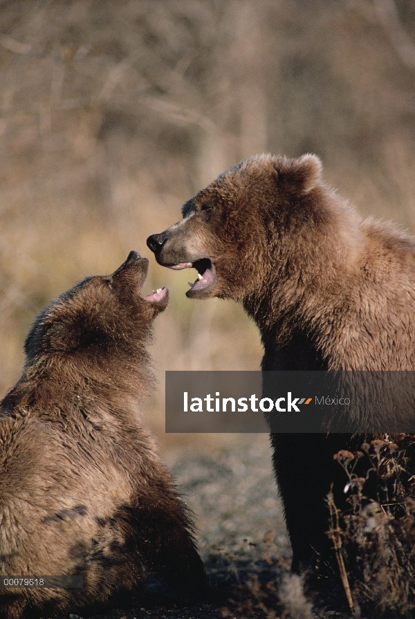 Pelea madre y cachorro de oso pardo (Ursus arctos horribilis), Alaska