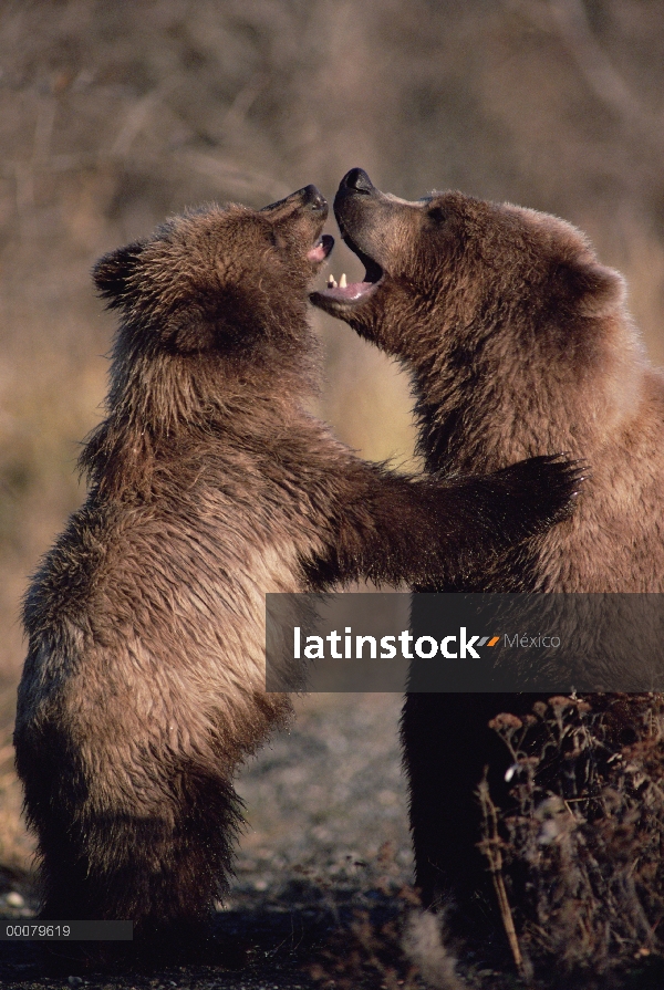 Pelea madre y cachorro de oso pardo (Ursus arctos horribilis), Alaska