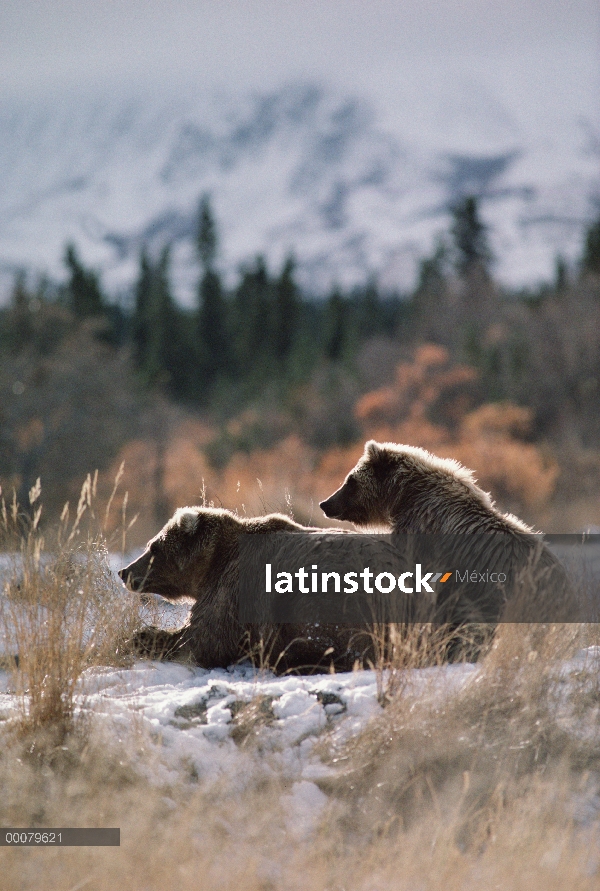 Oso Grizzly (Ursus arctos horribilis) par descansar, Alaska